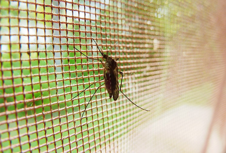 Mosquito-Net » Vinyl-Professionals STAGING